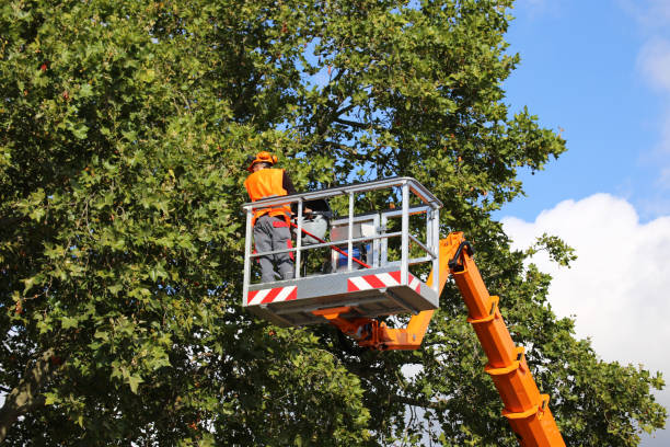  East Brewton, AL Tree Service Pros